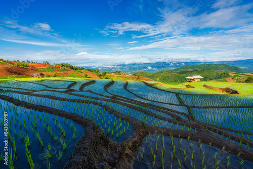 Farmers grow rice in the rainy season. Rice Field. rice terraces. Ban Pa Bong Piang, Thailand. photo