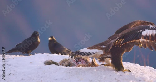 Golden eagle in winter landscape over Telemark fjords in Norway