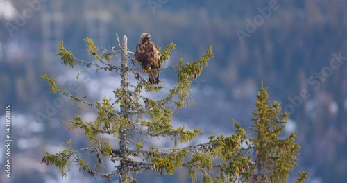 Golden eagle perched on tree in wintery fjord landscape of Telemark, Norway