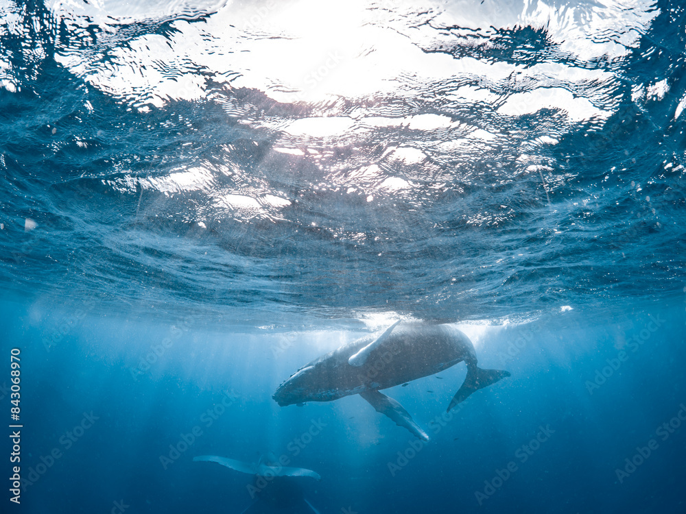 Fototapeta premium Humpback Whale