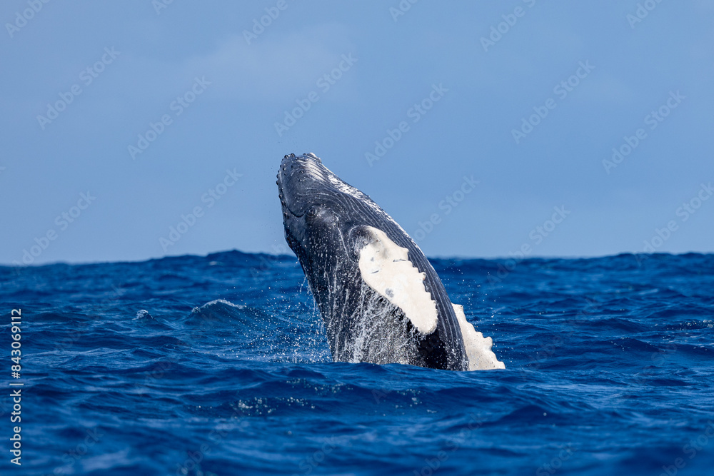 Obraz premium Humpback Whale breaching