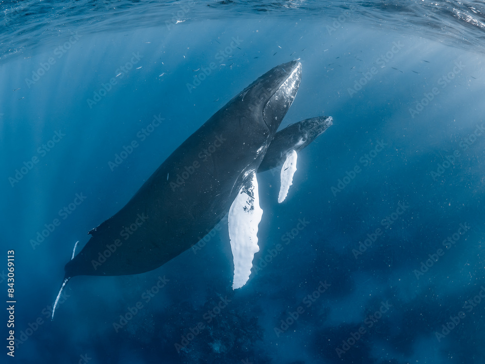 Naklejka premium Humpback Whale Mother and Calf