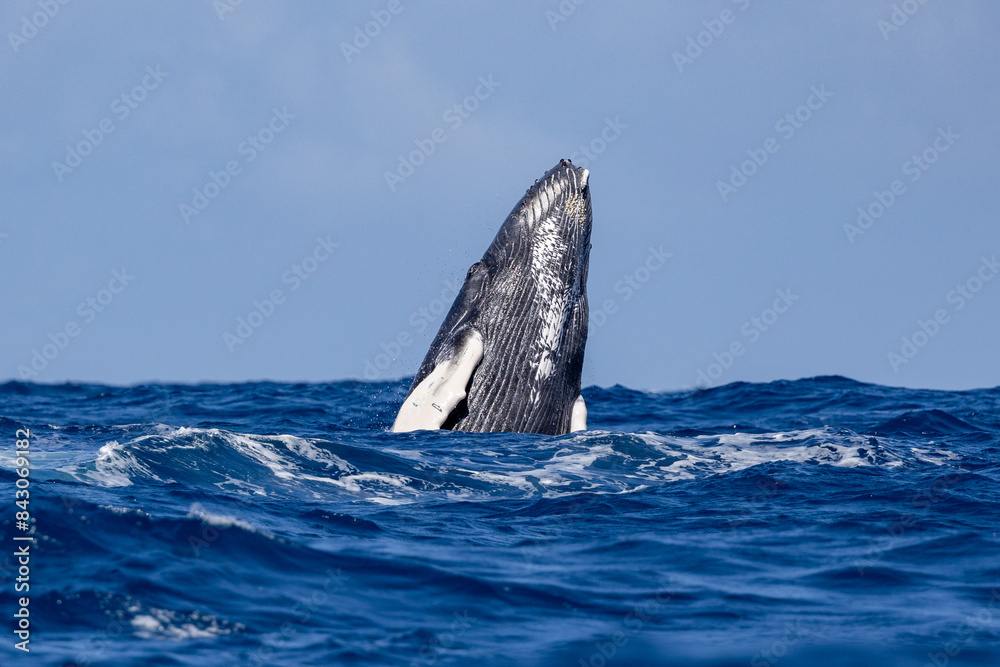 Fototapeta premium Humpback Whale breaching