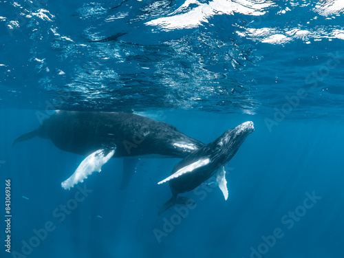 Humpback Whale Mother and Calf