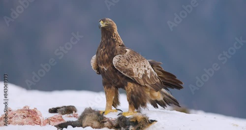 Majestic golden eagle in a stunning winter landscape of Telemark, Norway