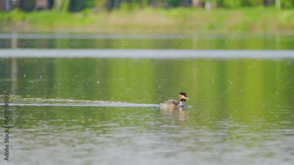 great crested grebe on the river great crested grebe on the river