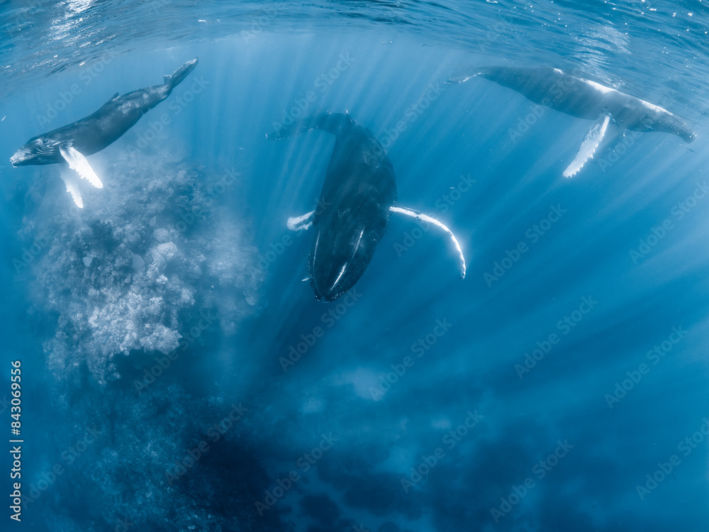 Three Humpback Whales on a reef Three Humpback Whales on a reef