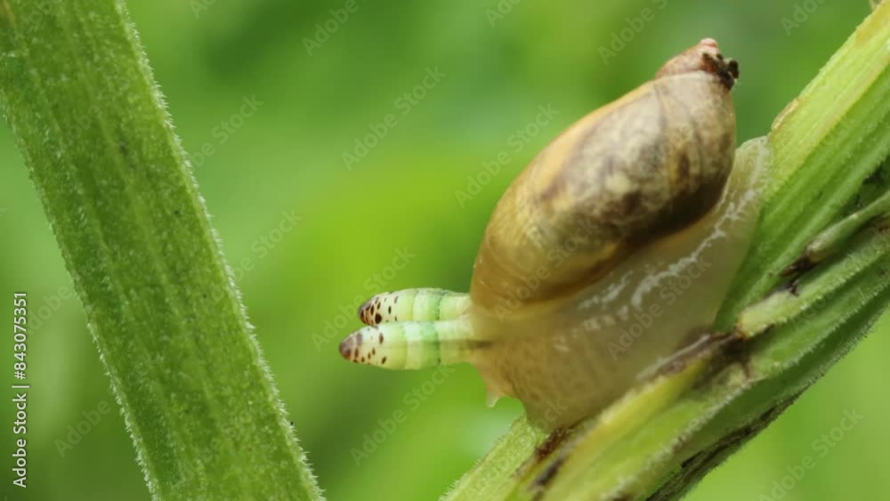 Zwei mit Leucochloridium paradoxum befallene Bernsteinschnecken (Succinea putris)
