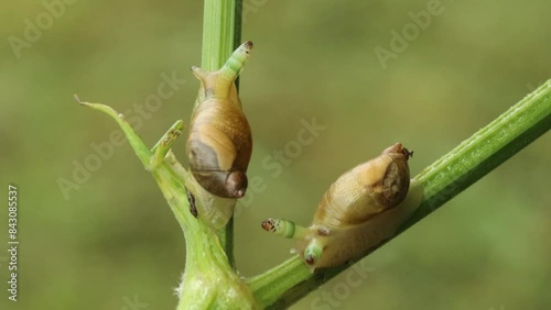 Zwei mit Leucochloridium paradoxum befallene Bernsteinschnecken (Succinea putris)
 photo