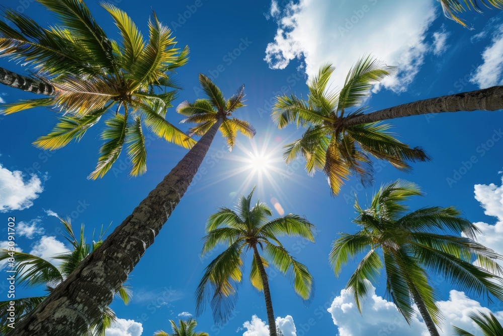 Palm Tree Photo. Tropical Paradise with Coconut Trees and Sun in the Dominican Republic Palm Tree Photo. Tropical Paradise with Coconut Trees and Sun in the Dominican Republic