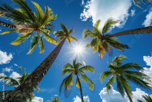 Palm Tree Photo. Tropical Paradise with Coconut Trees and Sun in the Dominican Republic