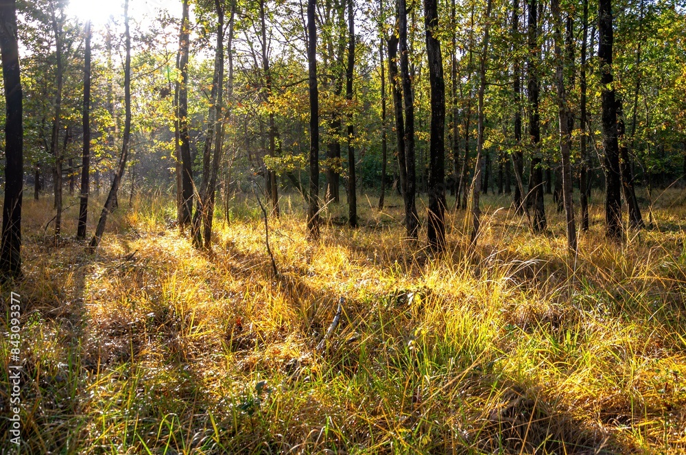 autumn forest in the morning autumn forest in the morning