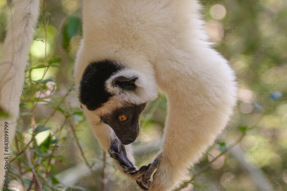 Obraz premium Hanging Verreaux's sifaka (Propithecus verreauxi)