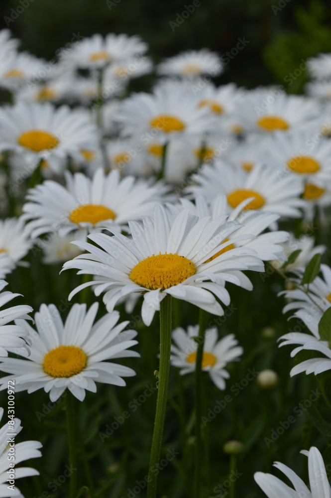 daisies in the garden Field of white daisies bushes in the garden, many white daisies, macro shot, nature, home garden, beautiful bouquet of white flowers daisies in the garden Field of white daisies bushes in the garden, many white daisies, macro shot, nature, home garden, beautiful bouquet of white flowers
