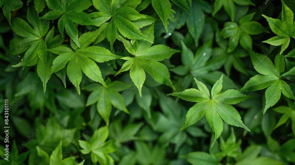 Green leaf background Green leaf background