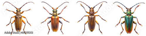 Collection of Sawyer Beetle Illustrations photo