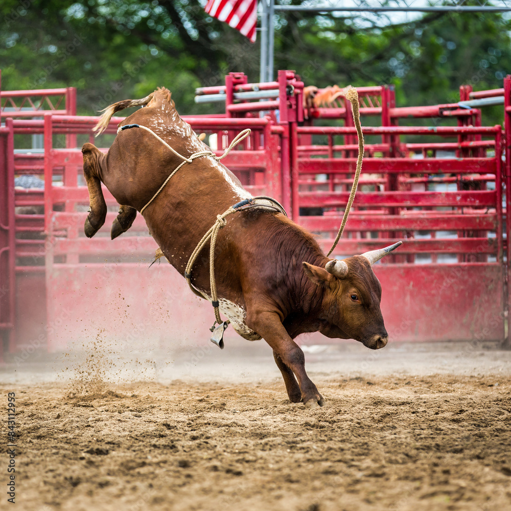 Untamed bull in a generic rodeo arena. Bull riding is a rodeo sport that involves a rider getting on a bucking bull and attempting to stay mounted while the animal tries to buck off the rider