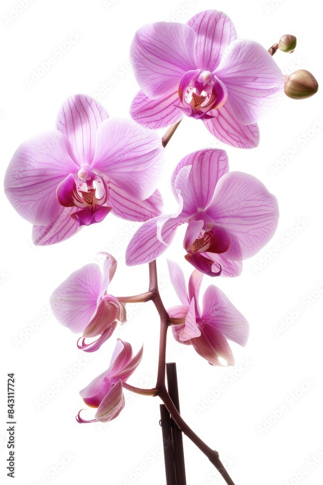 Obraz premium A close-up shot of a single flower on a white background, suitable for use in designs and artworks