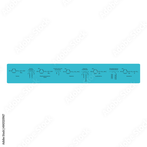 Diagram showing biosynthesis of Epinephrine from Tyrosine via enzymatic reaction - schematic molecular strcuture chemical illustration. photo
