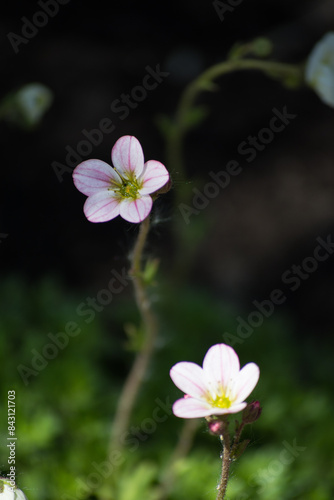 Saxifrage