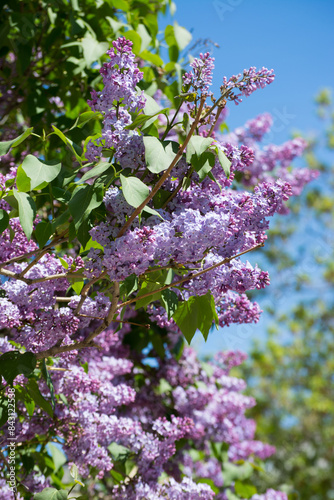 Lilac bush