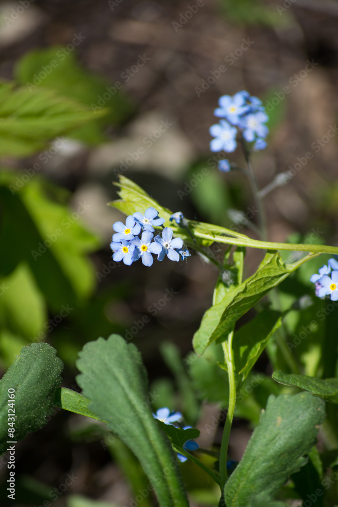 Forget-me-not