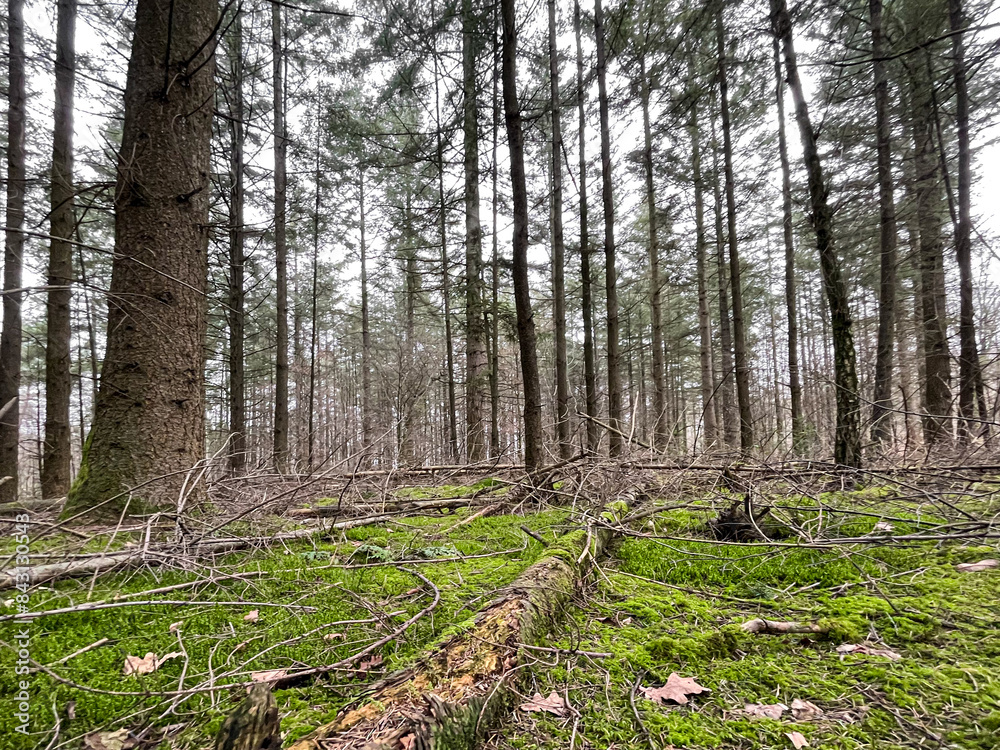 forest scene with lots of moss and grass in a german forest area forest scene with lots of moss and grass in a german forest area