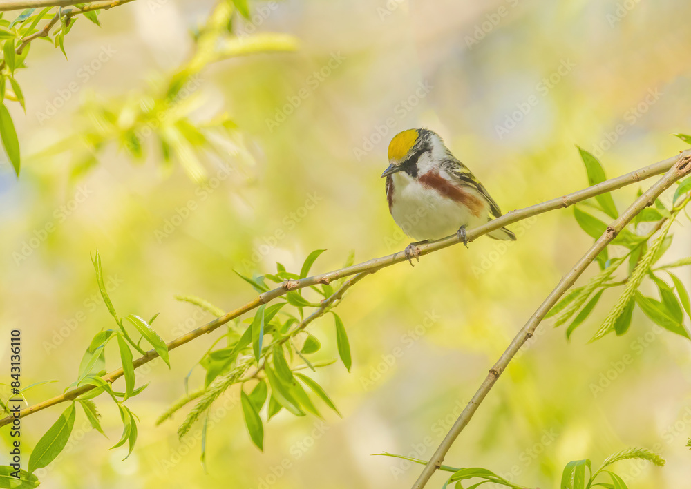 Obraz premium Chestnut-sided Warbler