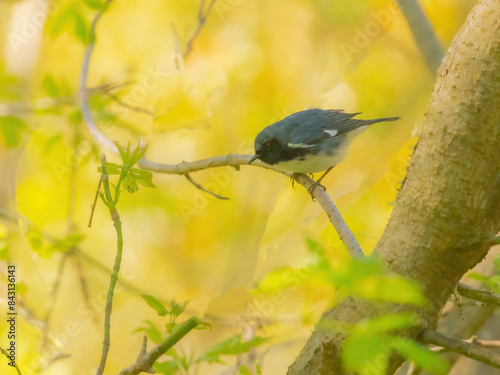 Black-Throated Blue Warbler photo