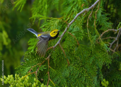 Black-throated Green Warbler photo