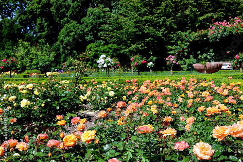 Wallpaper Mural Rosengarten im Freiburger Stadtgarten im Frühling Torontodigital.ca