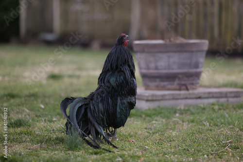 Obraz na płótnie Rooster Crow - Black Sumatra Chicken