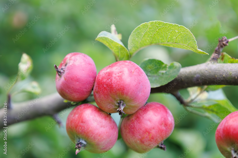 Small red apples on branch in autumn. Abstract fall natural background. Rich harvest. Farming, agriculture concept. Harvesting of ripe apple. Fruits for sale. Healthy meal. Small red apples on branch in autumn. Abstract fall natural background. Rich harvest. Farming, agriculture concept. Harvesting of ripe apple. Fruits for sale. Healthy meal.