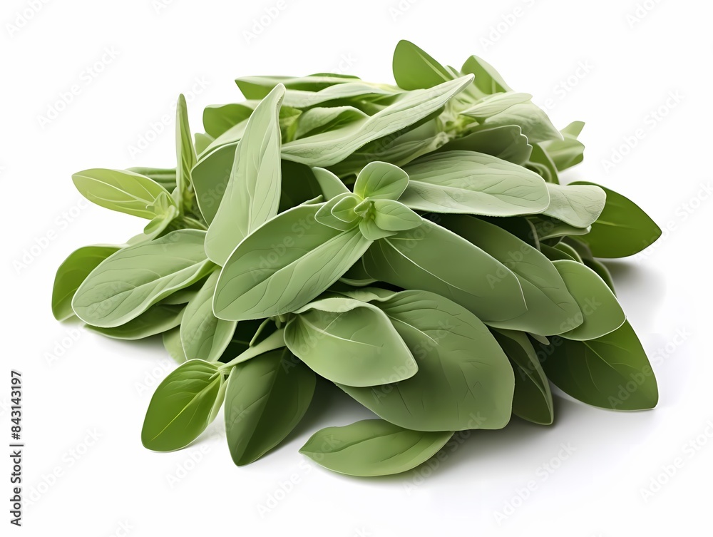 Sage, isolate on white background, dicut PNG style Sage, isolate on white background, dicut PNG style