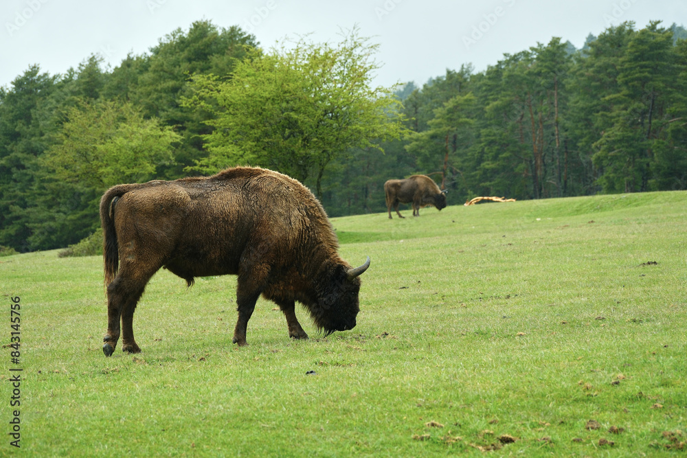 buffalo on pasture eating grass buffalo on pasture eating grass