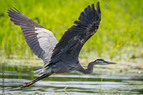 A great blue heron in flight.  Full body cropped tightly. photo