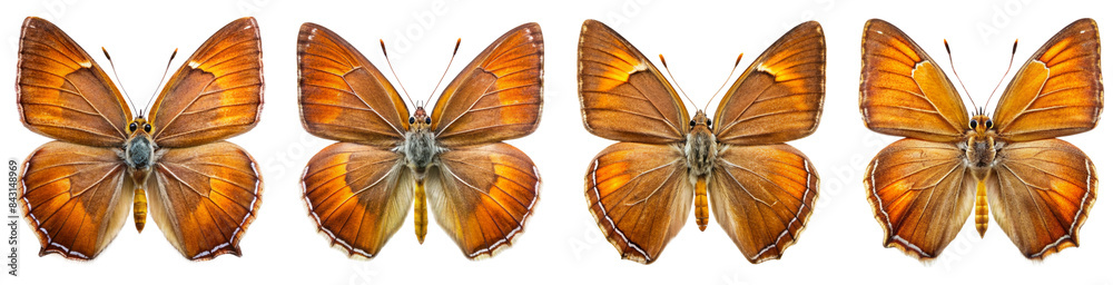 Fototapeta premium Collection of Brown Hairstreak Butterfly
