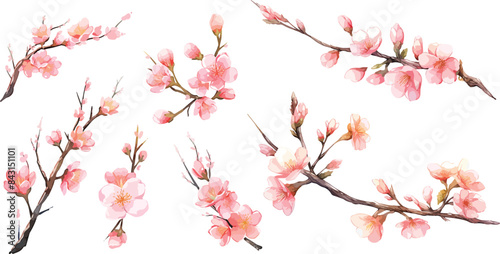 sakura branch clipart vector for graphic resources	