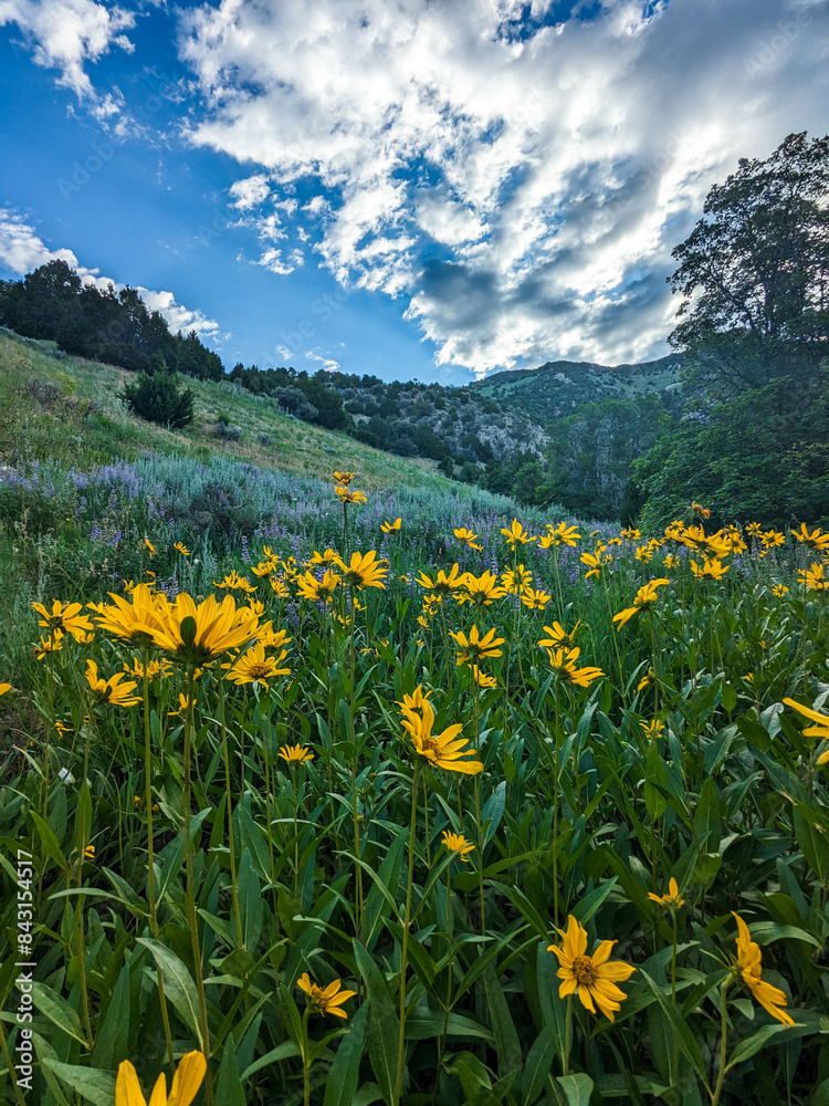 Fototapeta premium Plymouth Peak Views Hiking Northern Utah Trails Summer Wildflowers