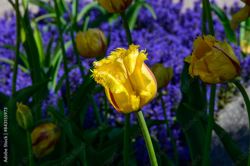 A Yellow Variegated Fringed Tulip blooms at the Holland Tulip Festival, in Holland, Michigan. A Yellow Variegated Fringed Tulip blooms at the Holland Tulip Festival, in Holland, Michigan.