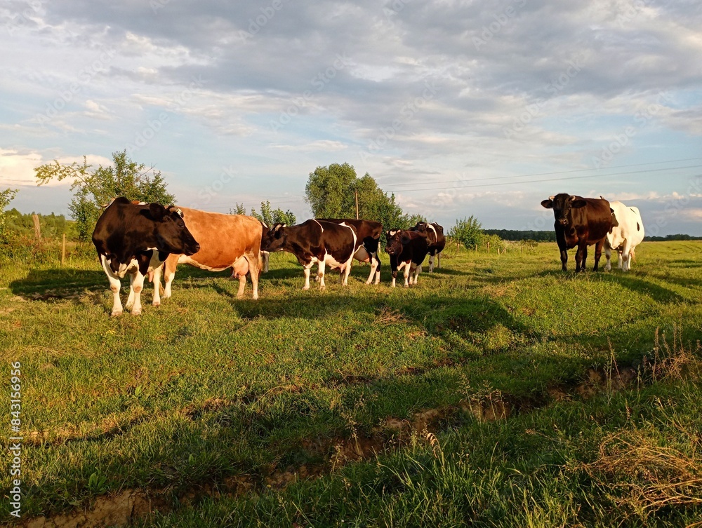 A herd of cows on a pasture at sunset. Topics of farming and agriculture. Beautiful farm animals graze on the pasture. The subject of a dairy farm. A herd of cows on a pasture at sunset. Topics of farming and agriculture. Beautiful farm animals graze on the pasture. The subject of a dairy farm.