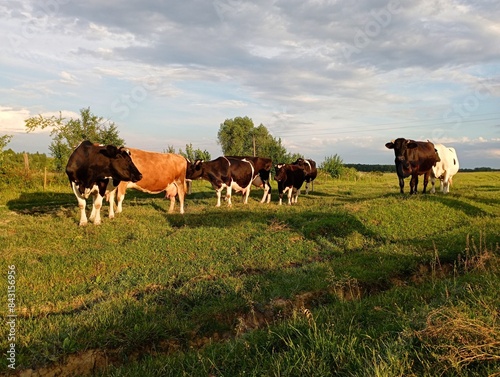 A herd of cows on a pasture at sunset. Topics of farming and agriculture. Beautiful farm animals graze on the pasture. The subject of a dairy farm.