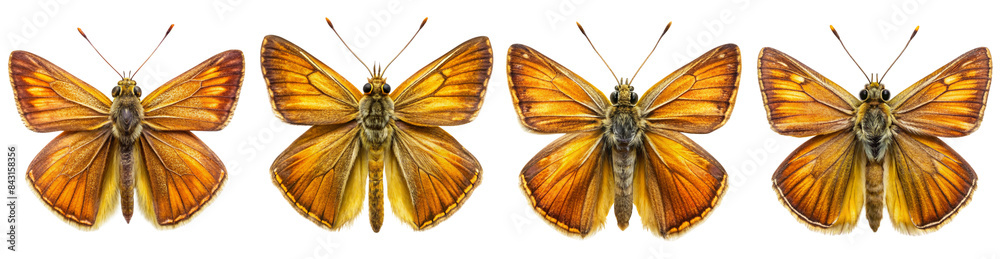 Fototapeta premium Collection of Large Skipper Butterfly Illustrations