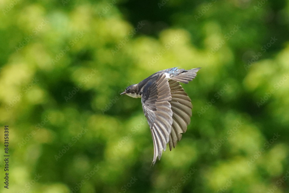 Tree Swallows flying in summer sun, taking fecal sac out of nest to keep it clean for the chicks