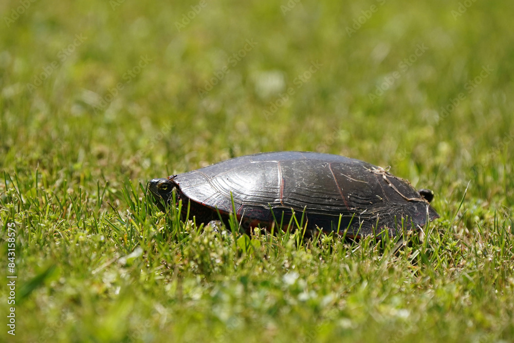 Obraz premium Painted Turtle on lawn laying eggs