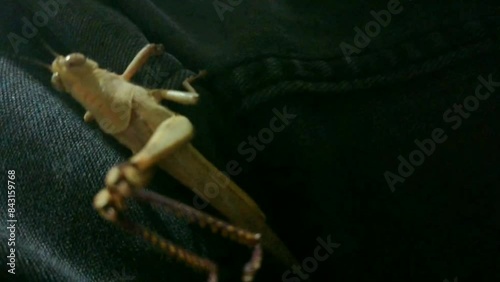 Wood Grasshopper Crawls On Its Feet At Night