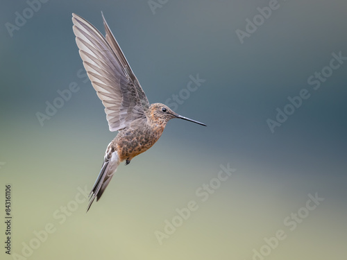 Giant Hummingbird flying against a blurred background photo