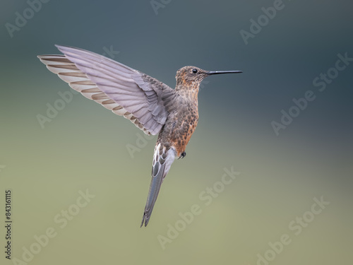 Giant Hummingbird flying against a blurred background