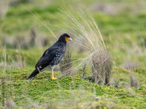 Portrait of a Carunculated Caracara in a green field photo