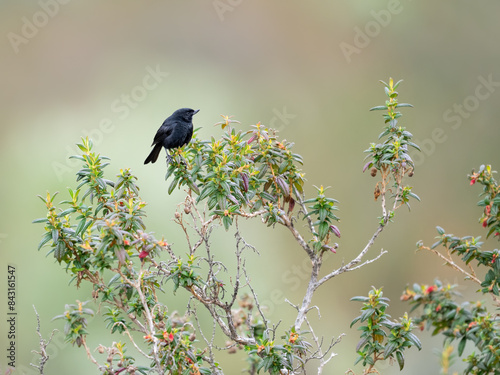Black Flowerpiercer on tree branch on blur background photo